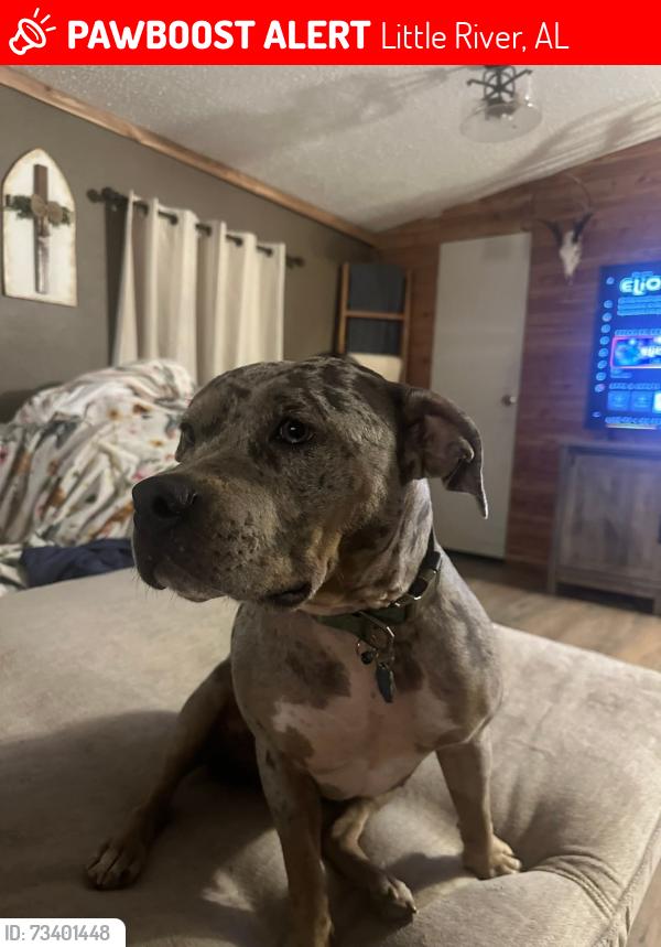 Lost Female Dog last seen Ralph Gantt Road Little River, Little River, AL 36550