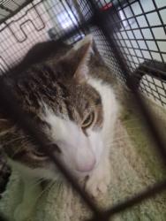 Shelter Stray Male Cat last seen , 1850 W 60th St, Los Angeles, CA 90047, USA