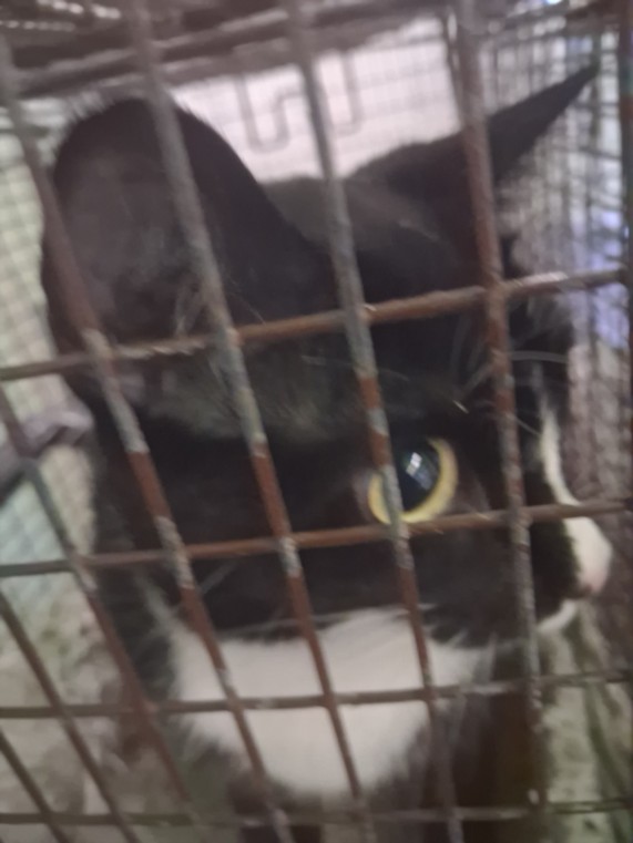 Shelter Stray Female Cat last seen , 1850 W 60th St, Los Angeles, CA 90047, USA