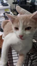 Shelter Stray Male Cat last seen , 1850 W 60th St, Los Angeles, CA 90047, USA