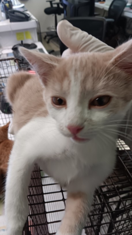 Shelter Stray Male Cat last seen , 1850 W 60th St, Los Angeles, CA 90047, USA