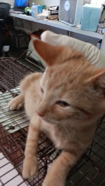 Shelter Stray Male Cat last seen , 1850 W 60th St, Los Angeles, CA 90047, USA