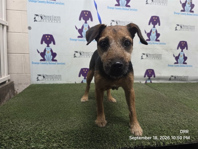 Shelter Stray Female Dog last seen , 2769 Conroy Rd, Orlando, FL 32839, USA