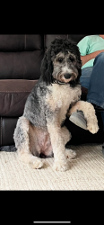 Lost Female Dog last seen Hopkins rd, Durham County, NC 27503