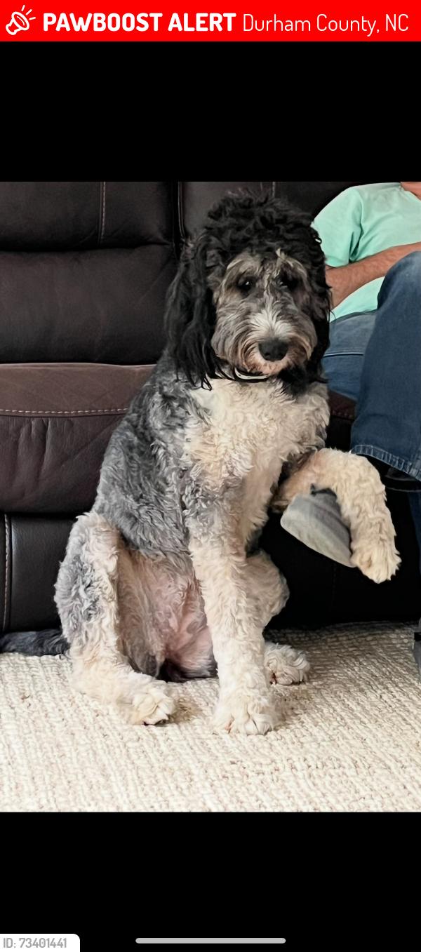 Lost Female Dog last seen Hopkins rd, Durham County, NC 27503