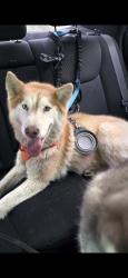 Reunited Male Dog last seen Heritage hse on Mission Rd and Van Leuven, Loma Linda, CA 92354