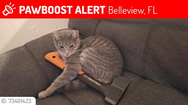 Lost Male Cat last seen Belleview FL, Belleview, FL 34421
