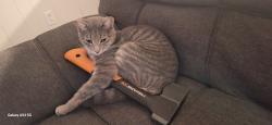 Lost Male Cat last seen Belleview FL, Belleview, FL 34421