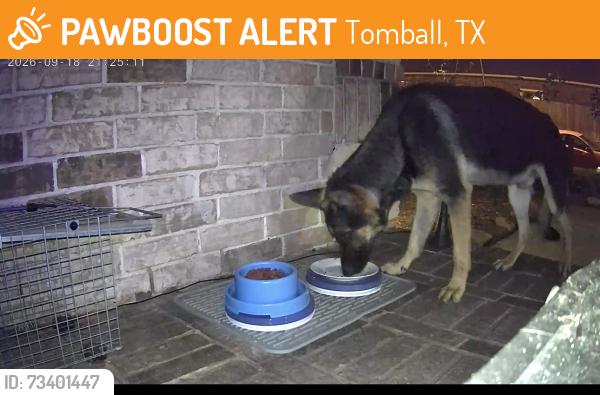 Found/Stray Male Dog last seen Maple Falls, Maple Wick, Tomball, TX 77377