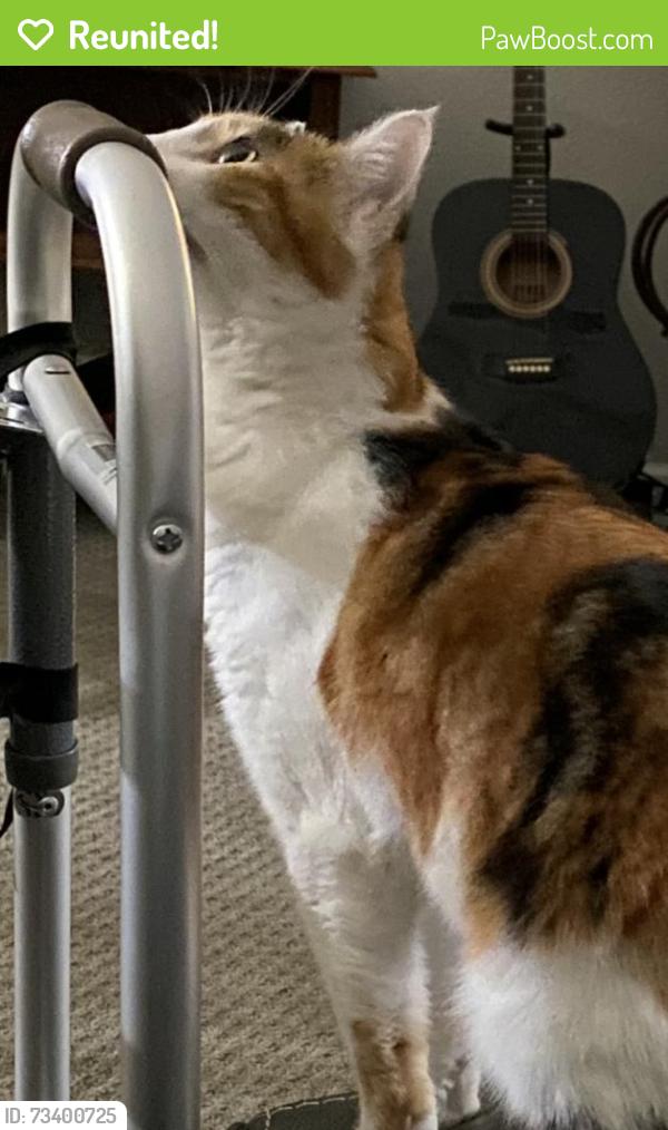 Reunited Female Cat last seen Barkley lane, Lodi, CA 95242