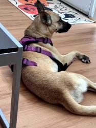 Lost Female Dog last seen Near st and grand ave, Los Angeles, CA 90007