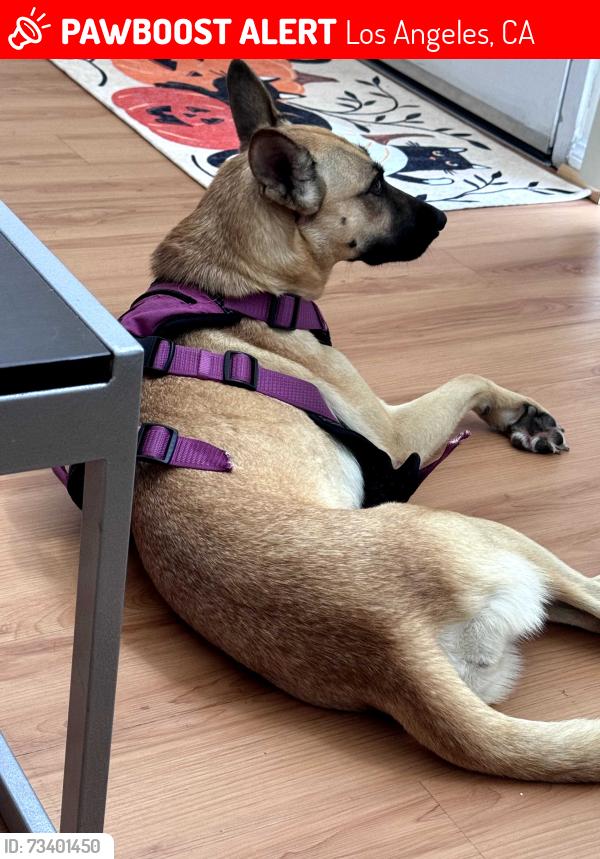 Lost Female Dog last seen Near st and grand ave, Los Angeles, CA 90007