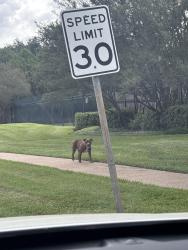 Found/Stray Female Dog last seen Bearcreek subdivision, Houston, TX 77084