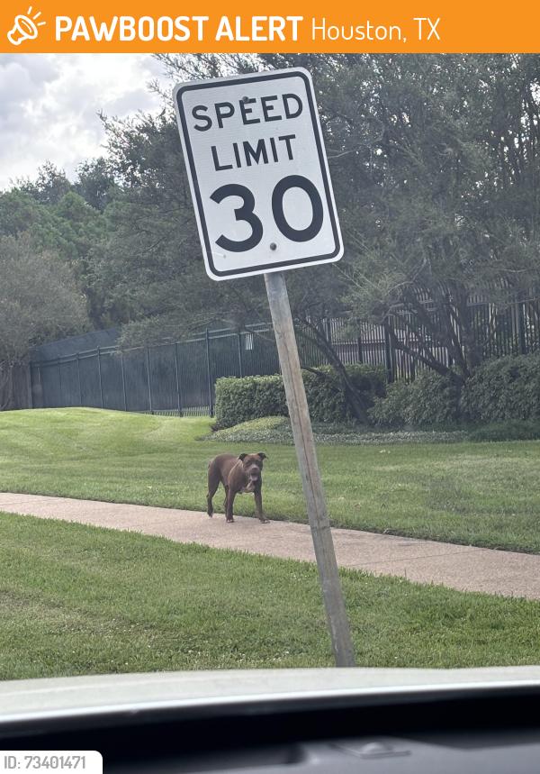 Found/Stray Female Dog last seen Bearcreek subdivision, Houston, TX 77084