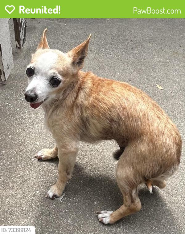 Reunited Male Dog last seen Near Senator Ave Harbor City Ca 90710, Los Angeles, CA 90710