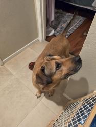 Reunited Female Dog last seen North dr.and melrose dr, Vista, CA 92083