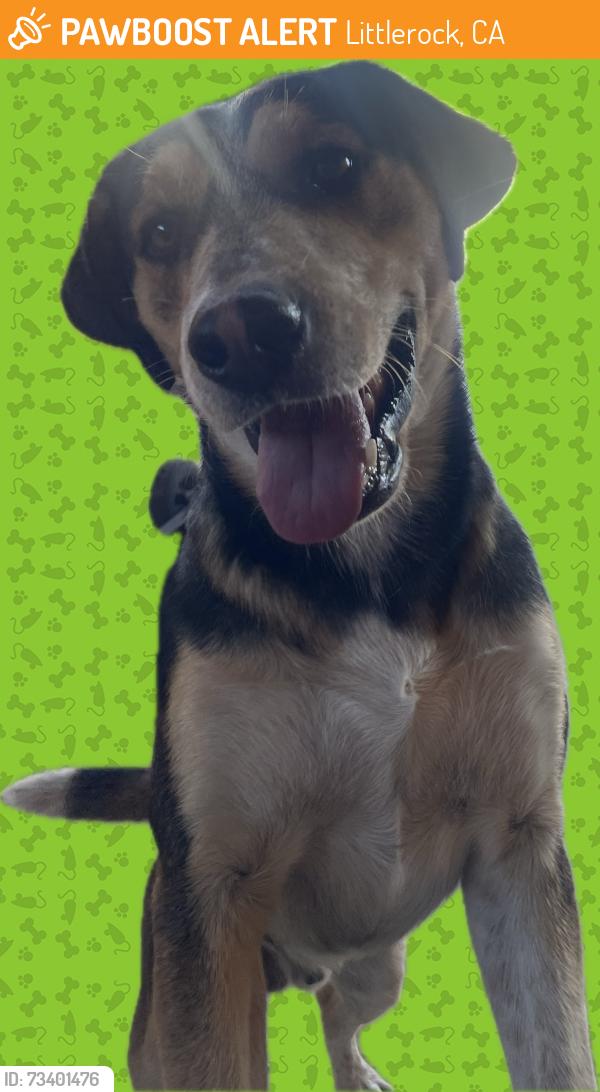 Found/Stray Male Dog last seen Jackie Robinson Park, Littlerock, CA, Littlerock, CA 93543