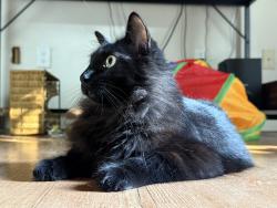 Lost Female Cat last seen Nelson and 65, Lincoln, CA 95648