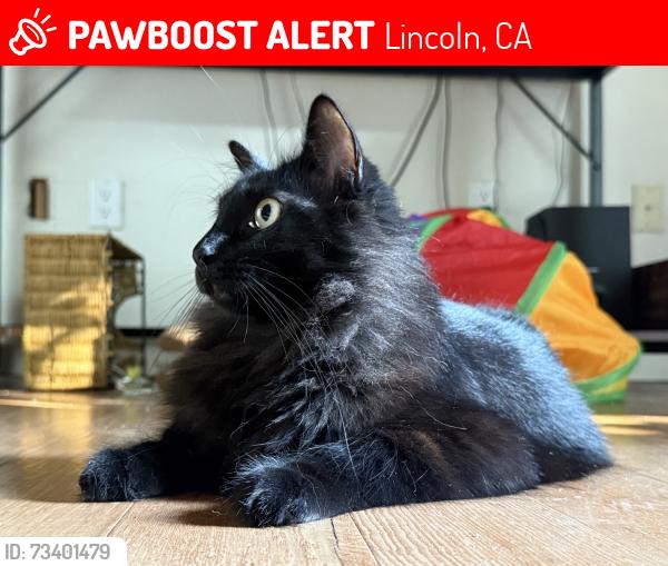 Lost Female Cat last seen Nelson and 65, Lincoln, CA 95648