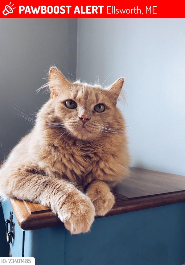 Lost Male Cat last seen Beals Avenue & Main St. intersection, Ellsworth, ME 04605