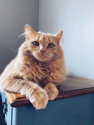Lost Male Cat last seen Beals Avenue & Main St. intersection, Ellsworth, ME 04605