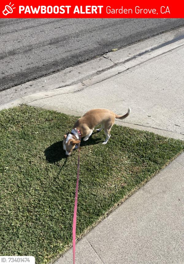 Lost Female Dog last seen Santa Gertrudes Ave and Blackmer St, Garden Grove, CA 92845