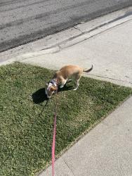 Lost Female Dog last seen Santa Gertrudes Ave and Blackmer St, Garden Grove, CA 92845