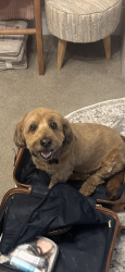 Lost Male Dog last seen Taylor River/Blue River 80125, Littleton, CO 80125