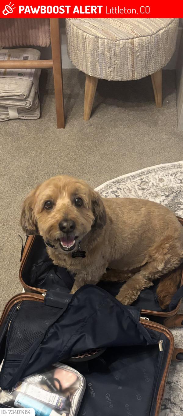 Lost Male Dog last seen Taylor River/Blue River 80125, Littleton, CO 80125