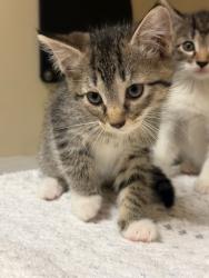 Shelter Stray Female Cat last seen Near Needle Rock Dr Stone Mountain, Ga 30083, 30083, GA, 3280 Chamblee Dunwoody Rd, Chamblee, GA 30341, USA