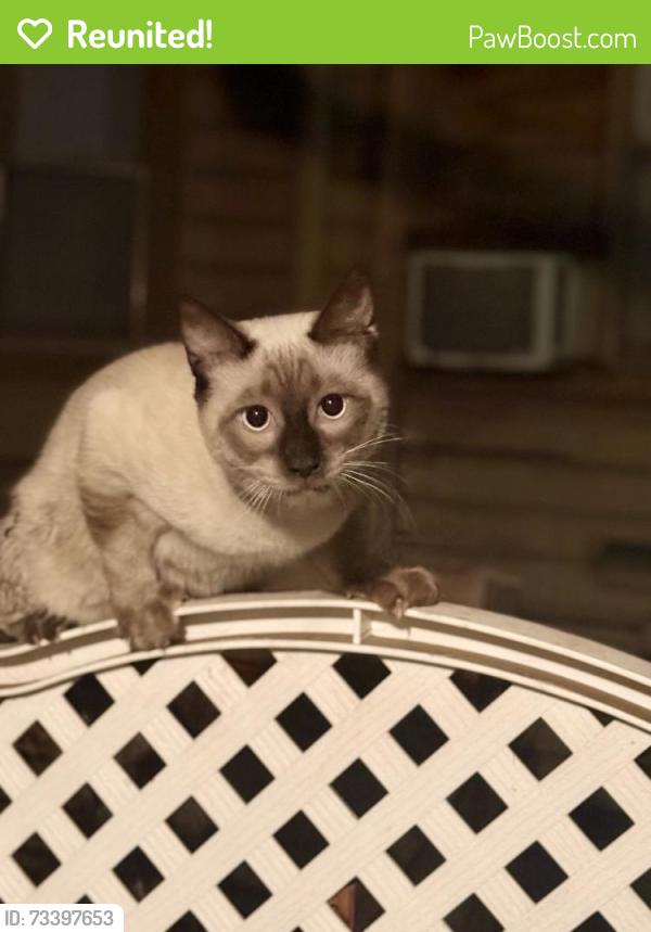 Reunited Unknown Cat last seen Hancock/Aylesworth, Los Angeles, CA 90031