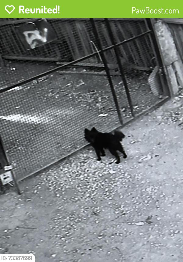 Reunited Female Dog last seen S Willard Ave, San Jose, CA 95126, USA, San Jose, CA 95126