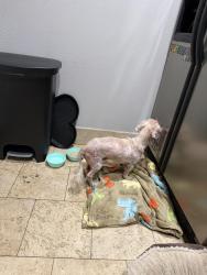 Found/Stray Unknown Dog last seen 6th and Virginia (in the alley way), Long Beach, CA 90802
