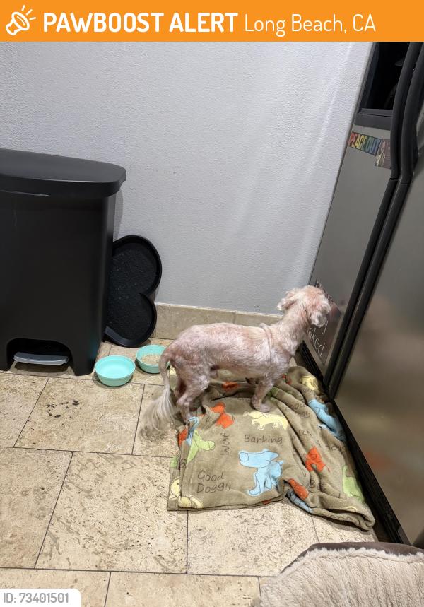 Found/Stray Unknown Dog last seen 6th and Virginia (in the alley way), Long Beach, CA 90802