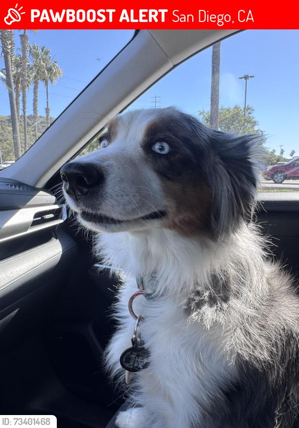 Lost Female Dog last seen Palm and picador, San Diego, CA 92154