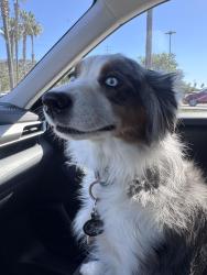 Lost Female Dog last seen Palm and picador, San Diego, CA 92154