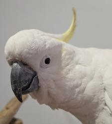 Found/Stray Unknown Bird last seen Jannali, Jannali, NSW 2226