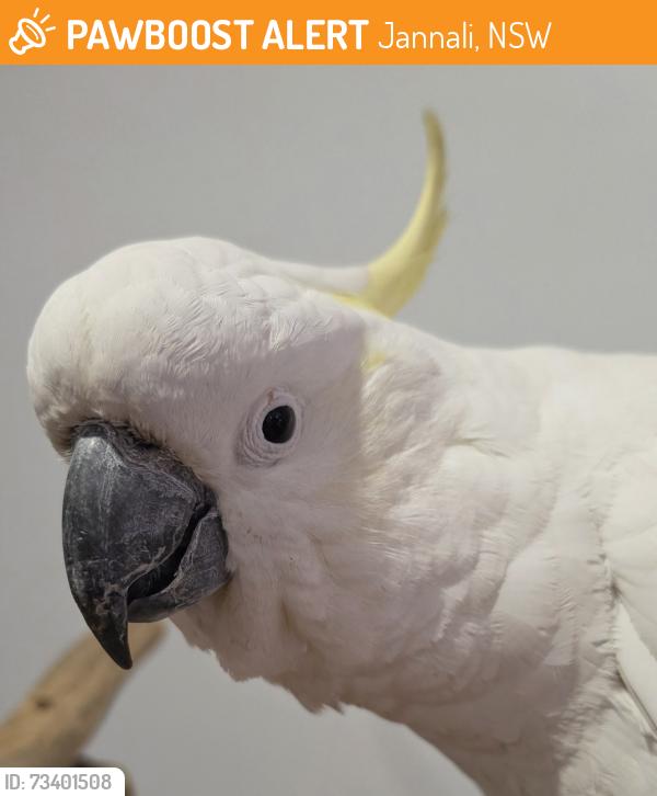 Found/Stray Unknown Bird last seen Jannali, Jannali, NSW 2226