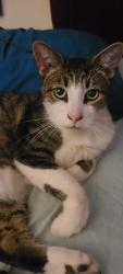 Reunited Male Cat last seen Irving Street, Rahway, NJ 07065