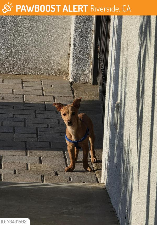 Found/Stray Male Dog last seen Jones ave, Hole ave & mobley ave, Riverside, CA 92505