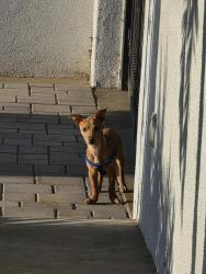 Found/Stray Male Dog last seen Jones ave, Hole ave & mobley ave, Riverside, CA 92505