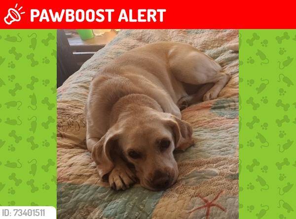 Lost Female Dog last seen Near near Hawkins Rd, Johnston County, NC 27576
