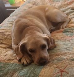 Lost Female Dog last seen Near near Hawkins Rd, Johnston County, NC 27576