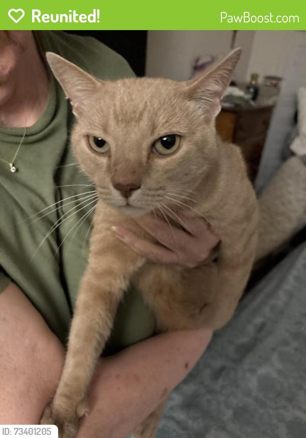 Reunited Unknown Cat last seen Abbingdon, Port St. Lucie, FL 34953