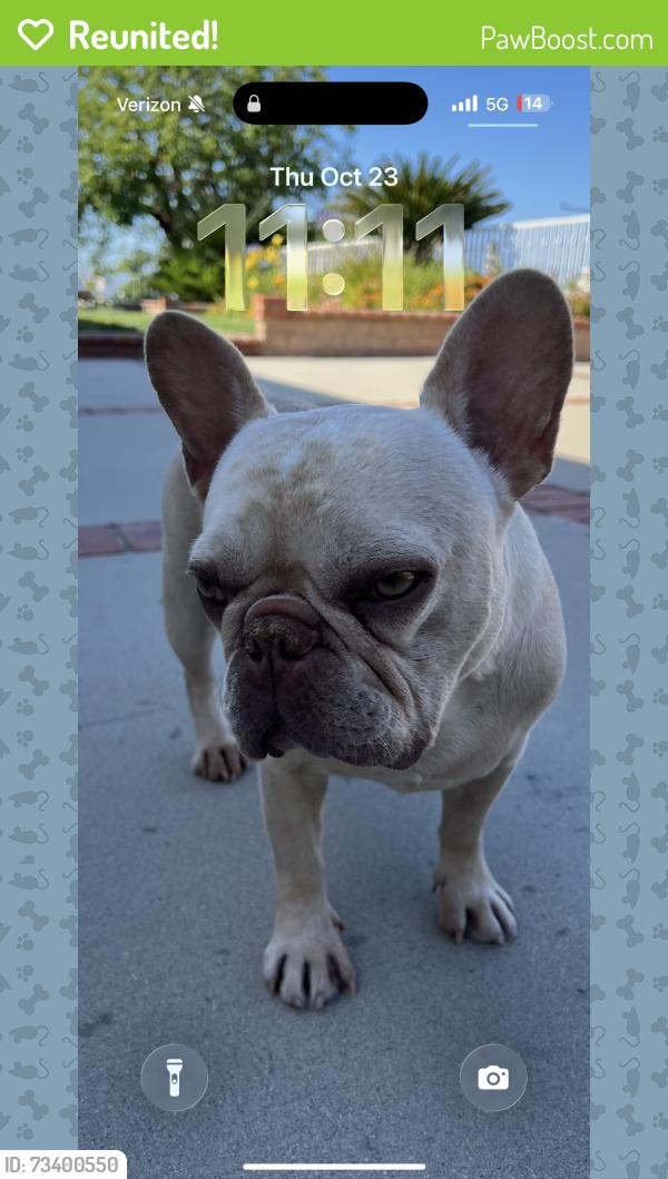 Reunited Male Dog last seen Rural ridge & nohl ranch road, Anaheim, CA 92807