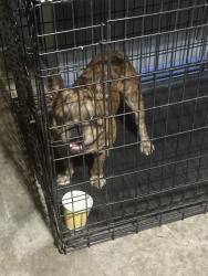 Reunited Male Dog last seen compton, Compton, CA 90220