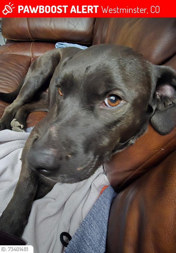 Lost Male Dog last seen 74th Ave & Sheridan Blvd, Westminster, CO, Westminster, CO 80030
