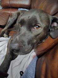 Lost Male Dog last seen 74th Ave & Sheridan Blvd, Westminster, CO, Westminster, CO 80030