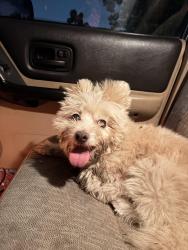 Reunited Male Dog last seen Broadway Street, San Diego, CA 92102