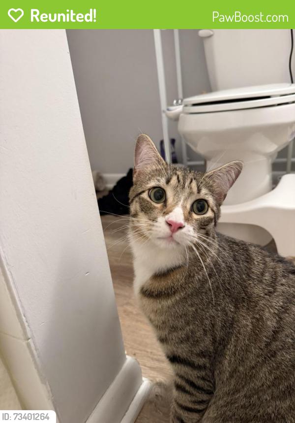 Reunited Male Cat last seen Near Isaacs St parking lot, Norwalk, CT 06850